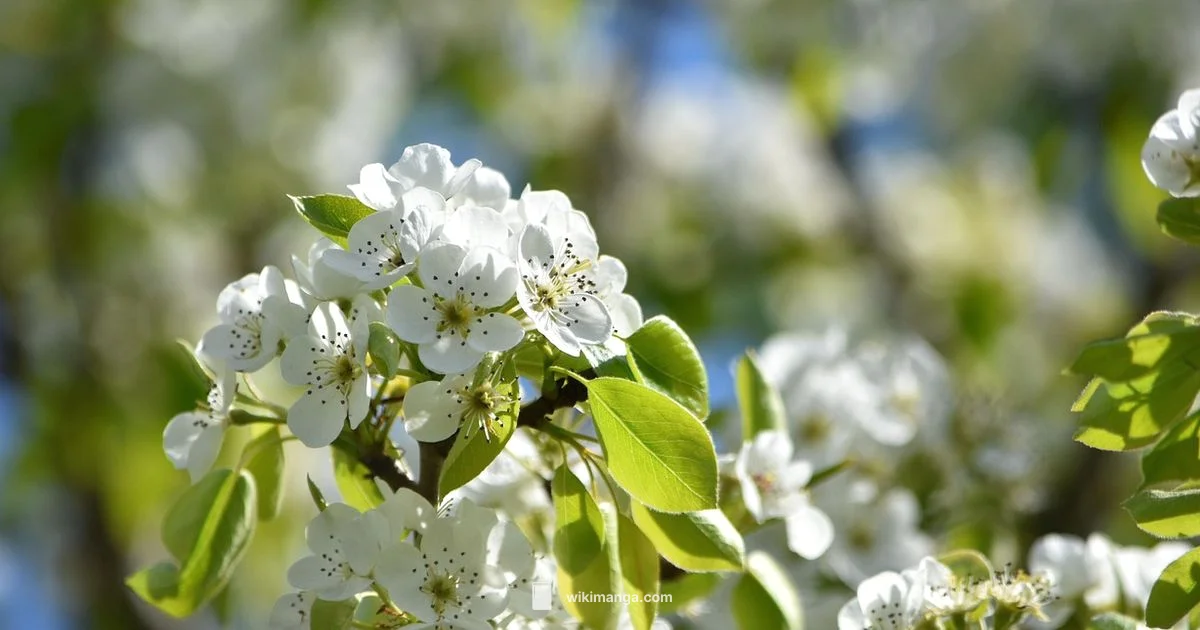 Spring Motifs in Manga - WikiManga.