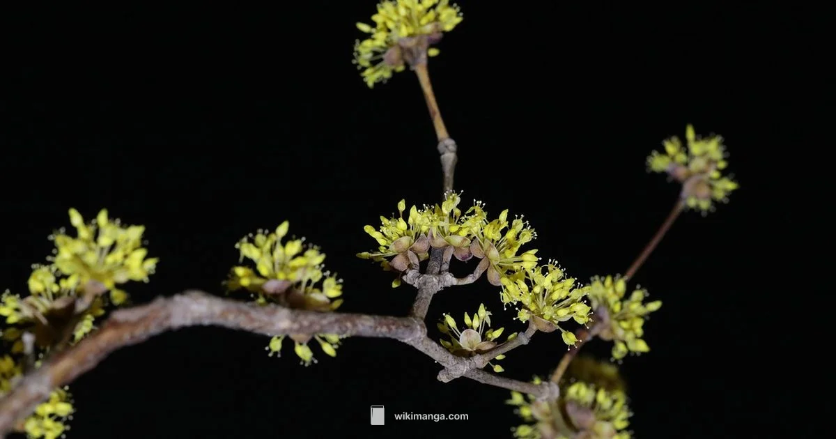 Anime Health Guide - WikiManga.