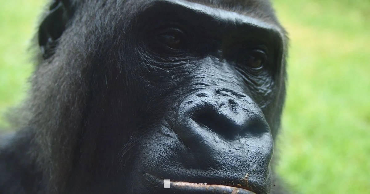 Mangani Language - WikiManga.