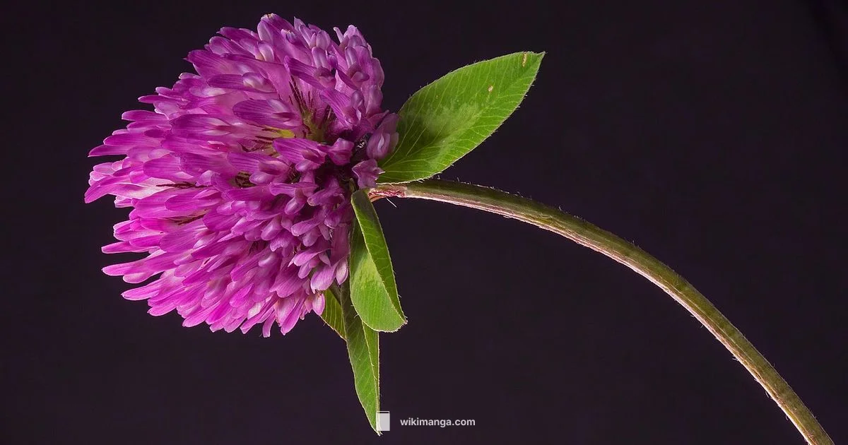 Black Clover Status - WikiManga.