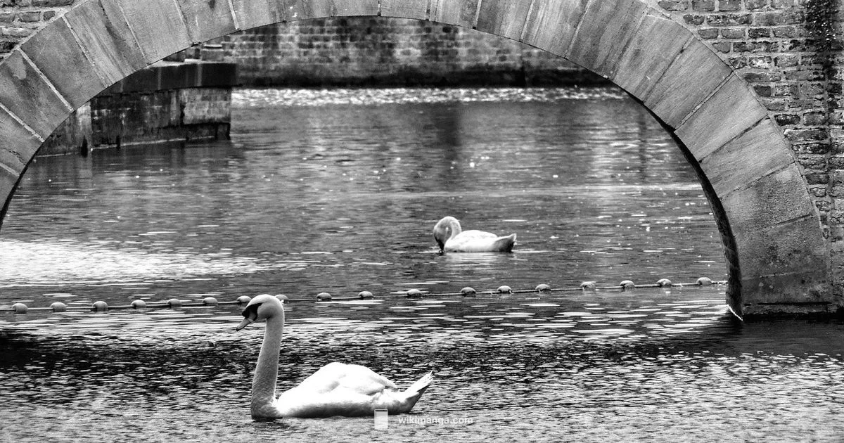 Typography in Manga - WikiManga.